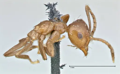 Brachymyrmex coactus specimen FOCOL2901 image focol2901_4