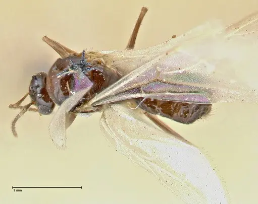 Brachymyrmex coactus specimen FOCOL2902 image focol2902_1