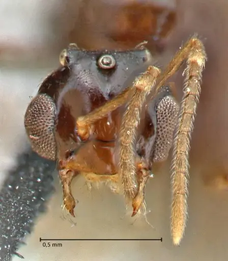 Brachymyrmex coactus specimen FOCOL2902 image focol2902_2