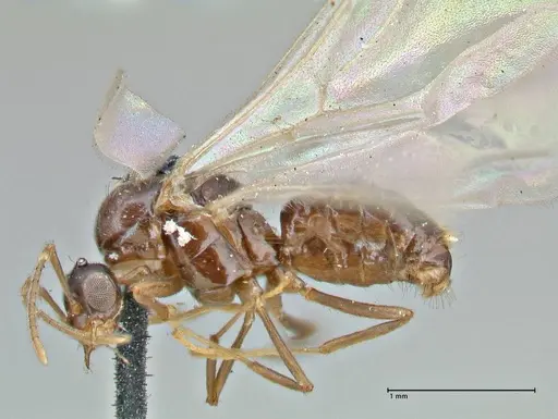 Brachymyrmex coactus specimen FOCOL2902 image focol2902_3