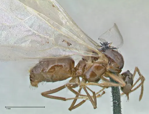 Brachymyrmex coactus specimen FOCOL2902 image focol2902_4