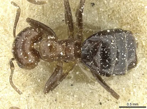 Brachymyrmex coactus specimen USNMENT00757224 image usnment00757224_1