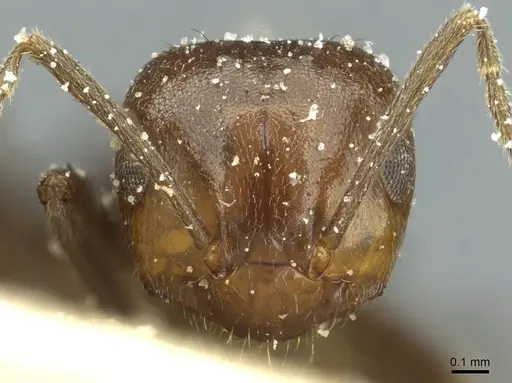 Brachymyrmex coactus specimen USNMENT00757224 image usnment00757224_2