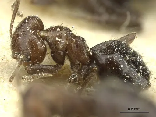 Brachymyrmex coactus specimen USNMENT00757224 image usnment00757224_3