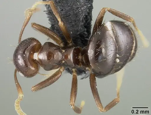 Brachymyrmex coactus specimen USNMENT01124249 image usnment01124249_1