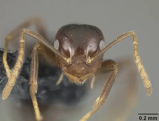 Brachymyrmex coactus specimen USNMENT01124249 image usnment01124249_2