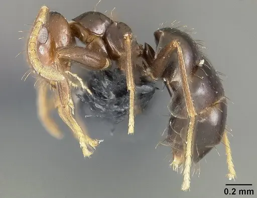 Brachymyrmex coactus specimen USNMENT01124249 image usnment01124249_3
