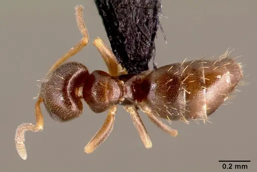 Brachymyrmex cordemoyi specimen CASENT0004761 image casent0004761_1