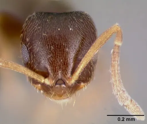 Brachymyrmex cordemoyi specimen CASENT0004761 image casent0004761_2