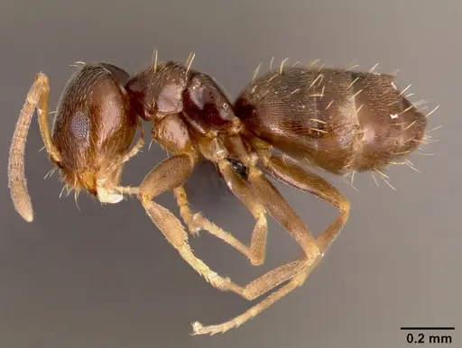 Brachymyrmex cordemoyi specimen CASENT0004761 image casent0004761_3