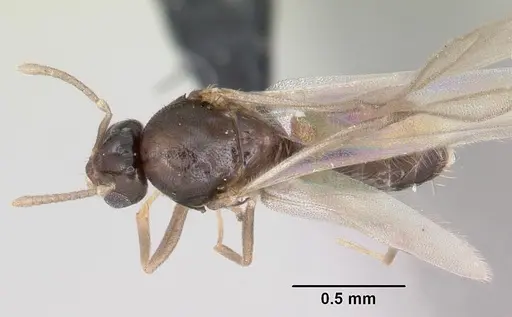 Brachymyrmex cordemoyi specimen CASENT0057420 image casent0057420_1