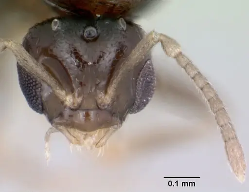 Brachymyrmex cordemoyi specimen CASENT0057420 image casent0057420_2