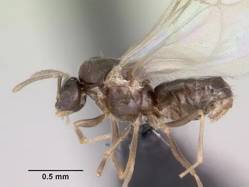 Brachymyrmex cordemoyi specimen CASENT0057420 image casent0057420_3