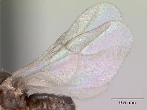 Brachymyrmex cordemoyi specimen CASENT0057420 image casent0057420_4