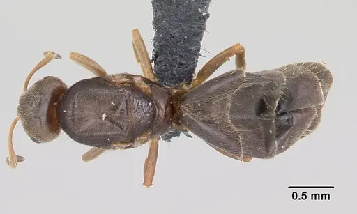Brachymyrmex cordemoyi specimen CASENT0059598 image casent0059598_1