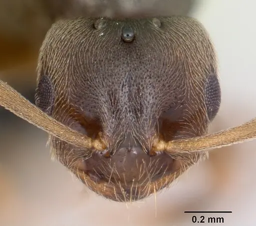 Brachymyrmex cordemoyi specimen CASENT0059598 image casent0059598_2