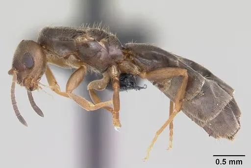 Brachymyrmex cordemoyi specimen CASENT0059598 image casent0059598_3