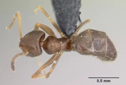 Brachymyrmex cordemoyi specimen CASENT0103230 image casent0103230_1