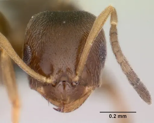 Brachymyrmex cordemoyi specimen CASENT0103230 image casent0103230_2