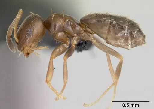 Brachymyrmex cordemoyi specimen CASENT0103230 image casent0103230_3