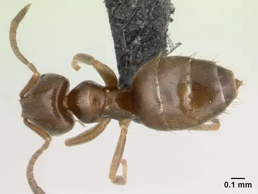 Brachymyrmex cordemoyi specimen CASENT0109850 image casent0109850_1