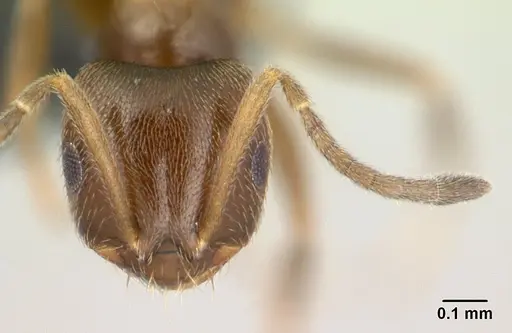 Brachymyrmex cordemoyi specimen CASENT0109850 image casent0109850_2