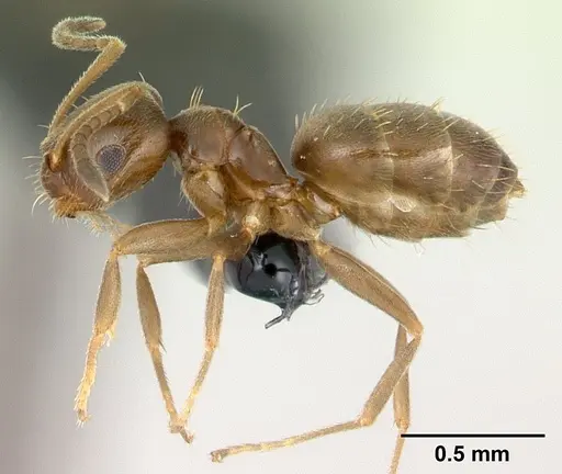 Brachymyrmex cordemoyi specimen CASENT0109850 image casent0109850_3