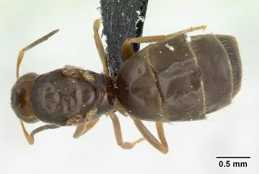 Brachymyrmex cordemoyi specimen CASENT0125130 image casent0125130_1