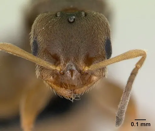 Brachymyrmex cordemoyi specimen CASENT0125130 image casent0125130_2