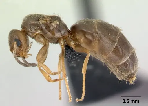 Brachymyrmex cordemoyi specimen CASENT0125130 image casent0125130_3