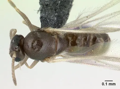 Brachymyrmex cordemoyi specimen CASENT0125204 image casent0125204_1