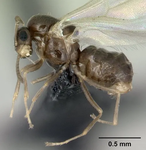 Brachymyrmex cordemoyi specimen CASENT0125204 image casent0125204_3
