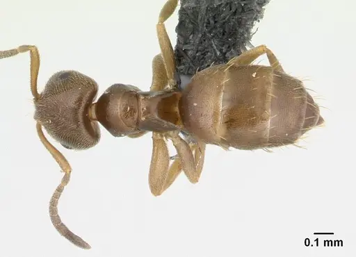 Brachymyrmex cordemoyi specimen CASENT0137321 image casent0137321_1