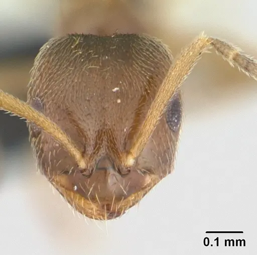 Brachymyrmex cordemoyi specimen CASENT0137321 image casent0137321_2
