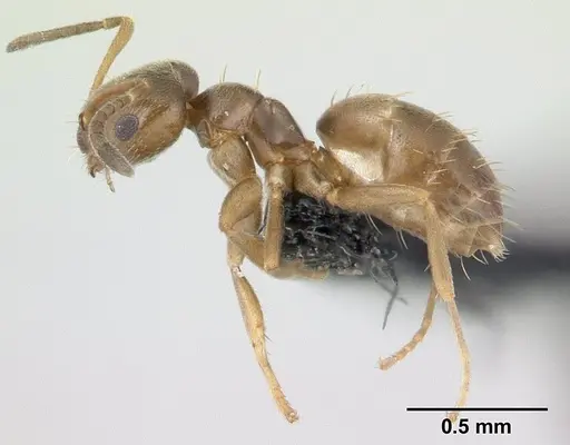 Brachymyrmex cordemoyi specimen CASENT0137321 image casent0137321_3