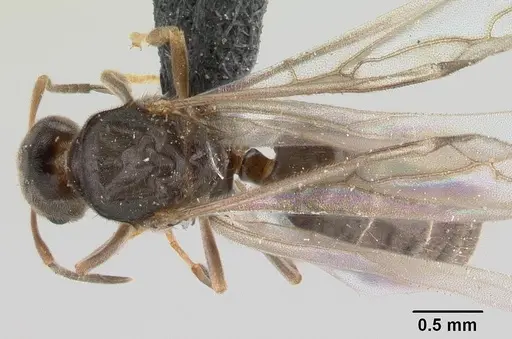 Brachymyrmex cordemoyi specimen CASENT0147471 image casent0147471_1