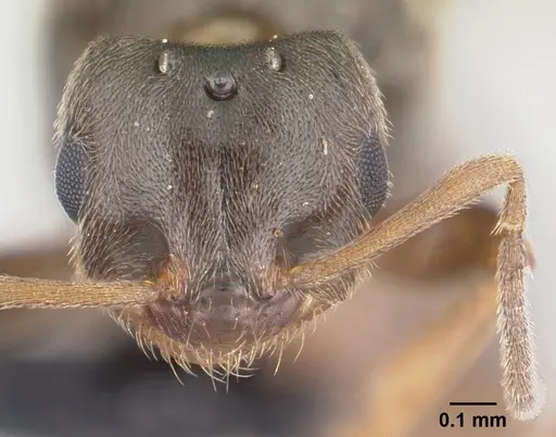 Brachymyrmex cordemoyi specimen CASENT0147471 image casent0147471_2