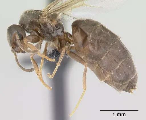Brachymyrmex cordemoyi specimen CASENT0147471 image casent0147471_3