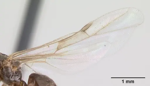 Brachymyrmex cordemoyi specimen CASENT0147471 image casent0147471_4