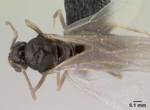 Brachymyrmex cordemoyi specimen CASENT0147472 image casent0147472_1