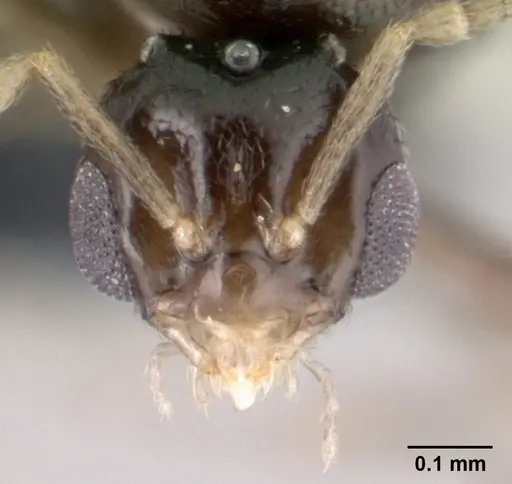 Brachymyrmex cordemoyi specimen CASENT0147472 image casent0147472_2
