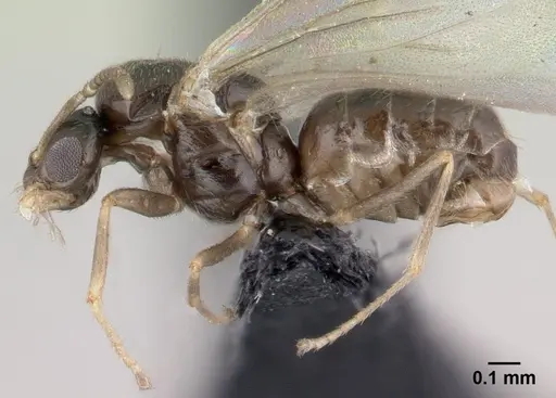 Brachymyrmex cordemoyi specimen CASENT0147472 image casent0147472_3