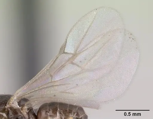 Brachymyrmex cordemoyi specimen CASENT0147472 image casent0147472_4