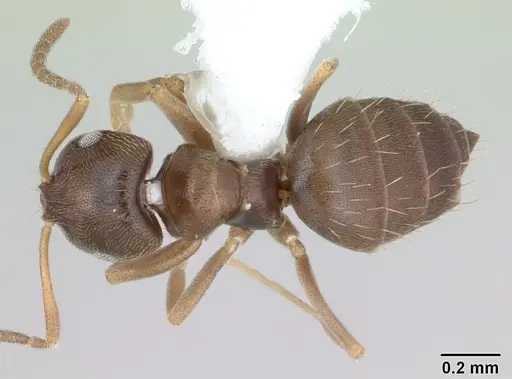 Brachymyrmex cordemoyi specimen CASENT0173475 image casent0173475_1