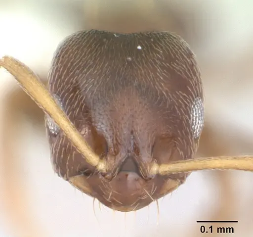 Brachymyrmex cordemoyi specimen CASENT0173475 image casent0173475_2