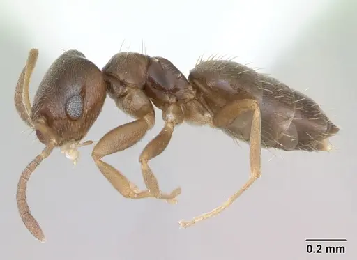 Brachymyrmex cordemoyi specimen CASENT0173475 image casent0173475_3