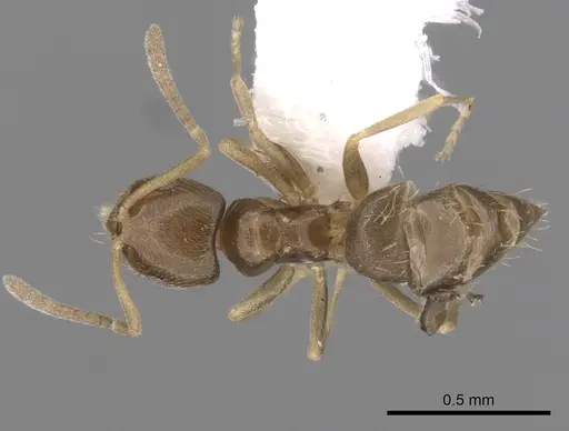 Brachymyrmex cordemoyi specimen CASENT0249934 image casent0249934_1