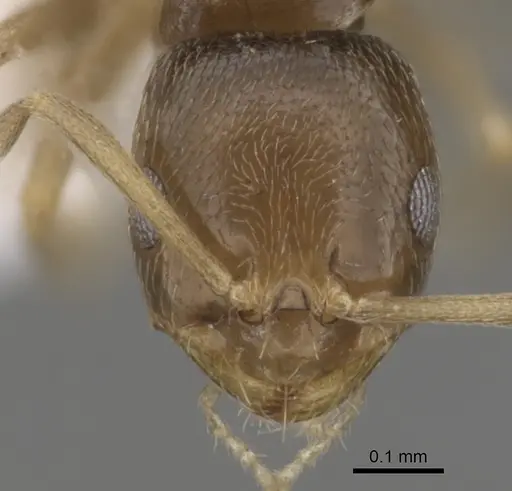Brachymyrmex cordemoyi specimen CASENT0249934 image casent0249934_2