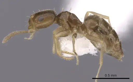 Brachymyrmex cordemoyi specimen CASENT0249934 image casent0249934_3