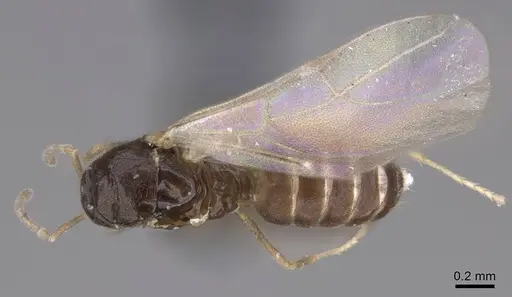 Brachymyrmex cordemoyi specimen CASENT0740909 image casent0740909_1